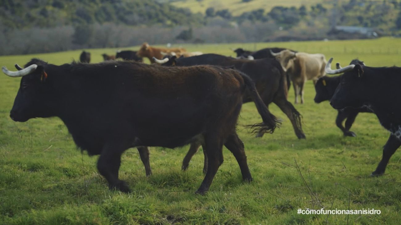 ¿Qué toros son los elegidos para ir a la Feria de San Isidro?