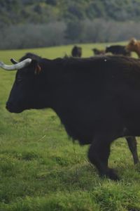 ¿Qué toros son los elegidos para ir a la Feria de San Isidro?