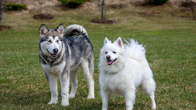 'Los excrementos no son abono': el Ayuntamiento de Madrid reparte kits de limpieza para concienciar a dueños de perros
