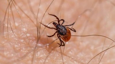 La Comunidad de Madrid advierte del riesgo por picadura de garrapatas