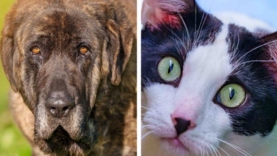 Una exposición 'gigante' en Fuenlabrada para animar a la adopción de mascotas