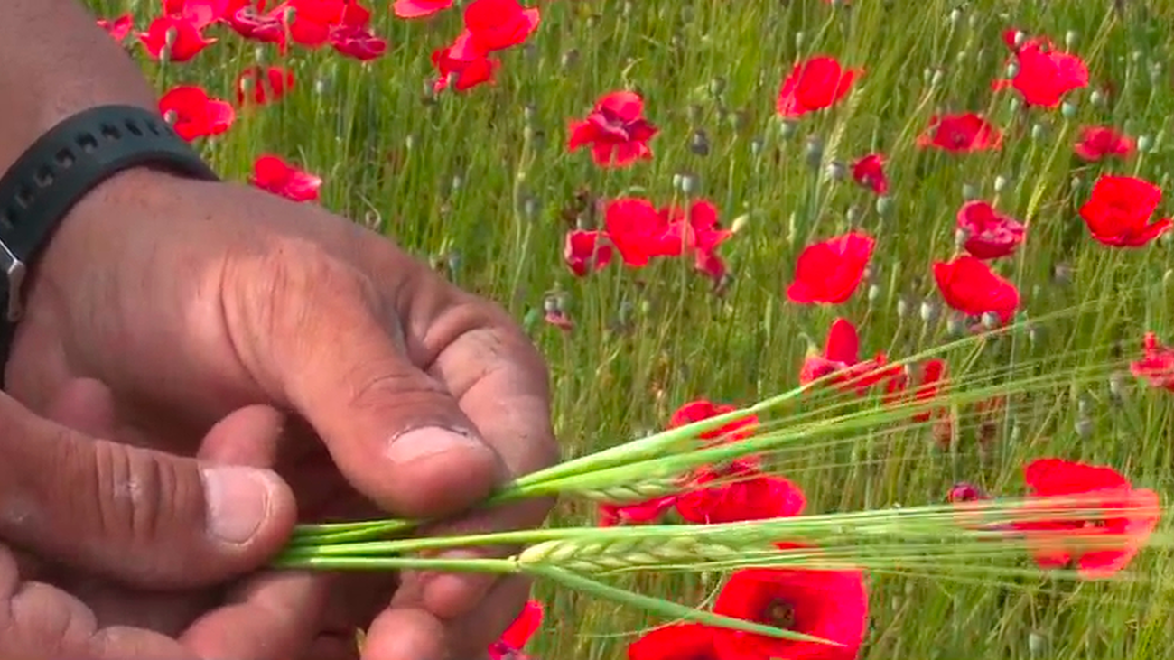 Piden ayudas directas y más caza para mitigar el impacto de los conejos en el campo madrileño