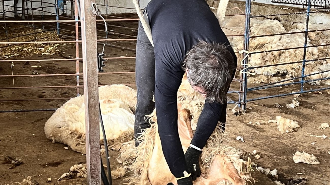 Esquileo de una oveja