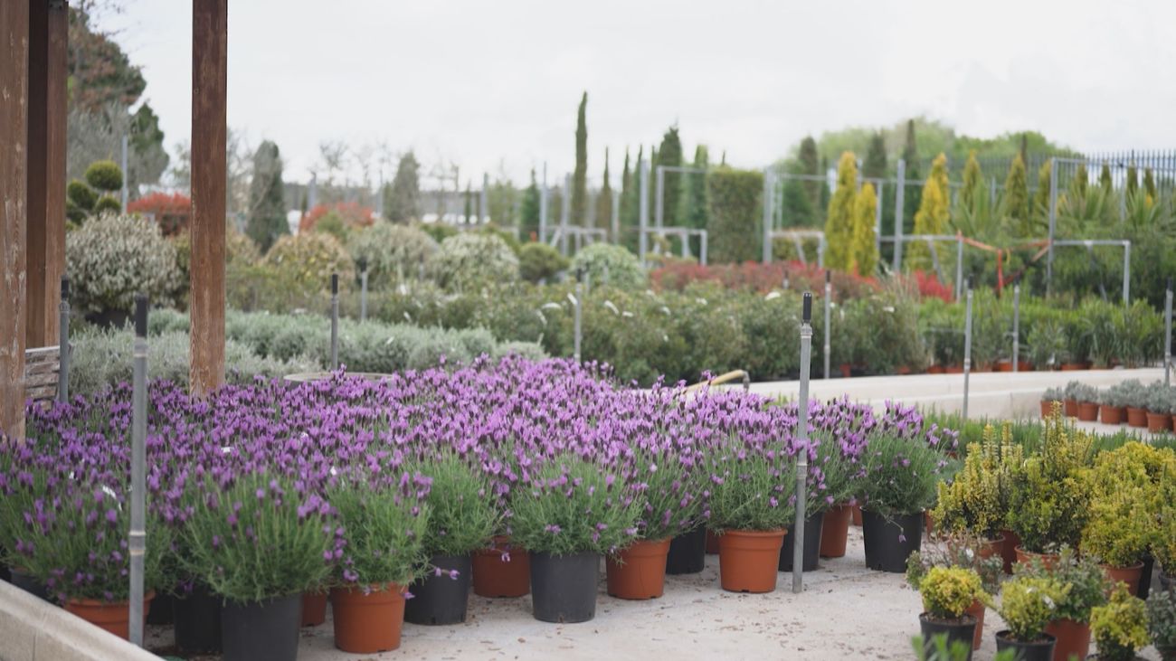 El vivero madrileño pionero en la plantación dentro de un contenedor