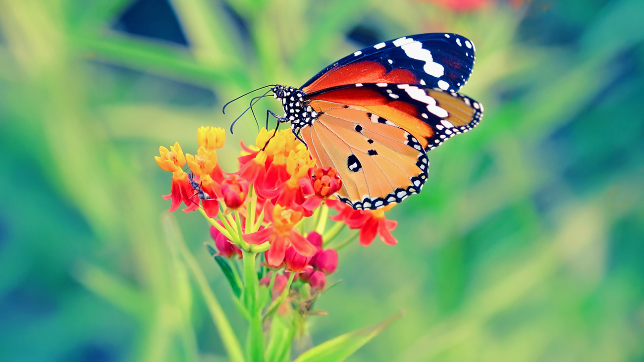 Mario Álamo y su pasión por las mariposas: un viaje al corazón de la biodiversidad