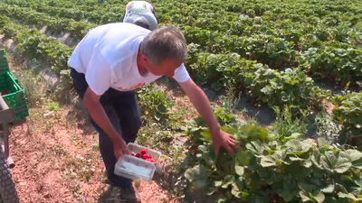 Las Fresas y Espárragos de Aranjuez, el Ajo Fino de Chinchón y la Miel de Madrid tendrán el sello de calidad de la Comunidad de Madrid