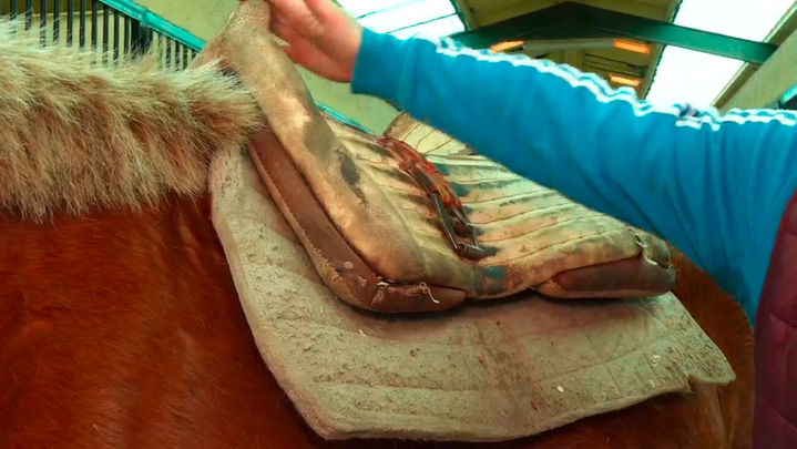 Caballo picador / Redacción