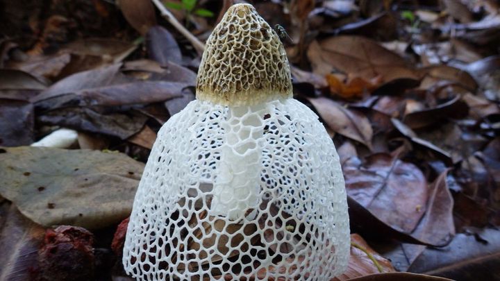 Hongo 'velo de novia' (Fallus indusiatus) / REDACCIÓN