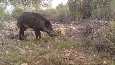 Jabalíes descontrolados: Madrid declara emergencia en 114 municipios para intentar frenar la 'invasión'