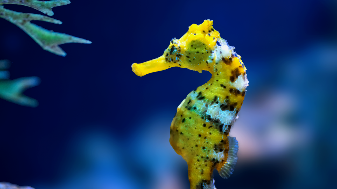 Las maravillas del fondo marino en Atlantis Aquarium Madrid