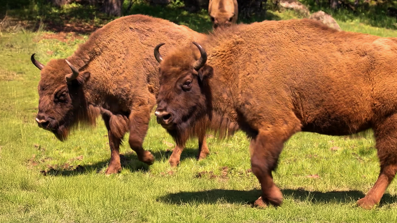 El bisonte europeo vuelve a Madrid 10.000 años después