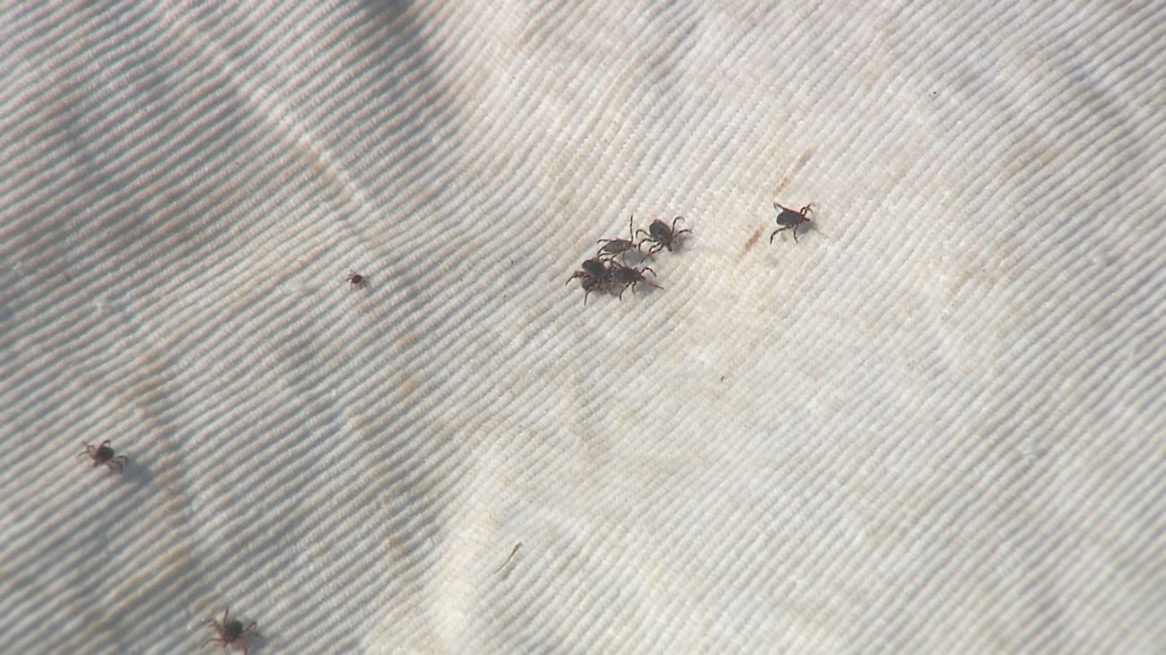 Vecinos de Valdebebas denuncian una plaga de garrapatas en sus calles