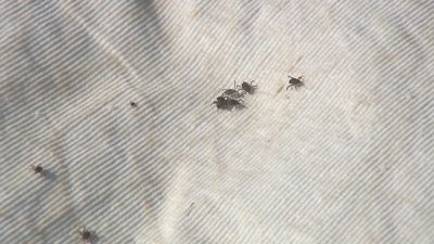 Vecinos de Valdebebas denuncian una plaga de garrapatas en sus calles