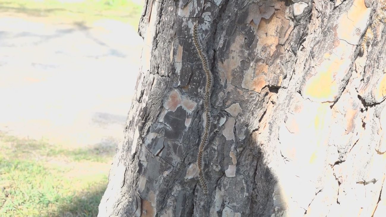 Campaña contra la oruga procesionaria en la Comunidad de Madrid