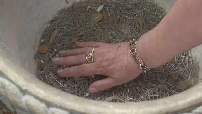 "San Antonio, dame un novio": la tradición madrileña de los alfileres 'del amor'