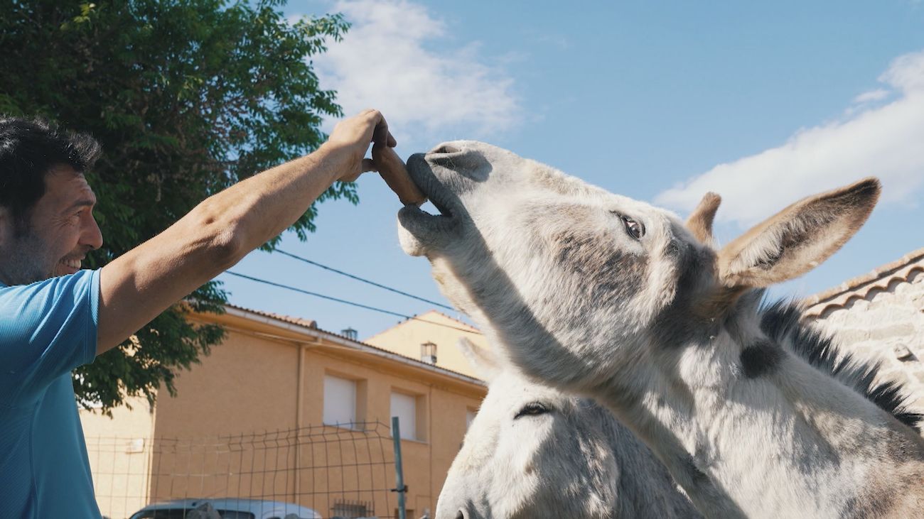 Compañía y preservación, la importancia del burro en la sierra norte de Madrid