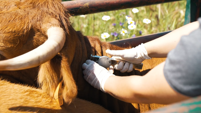 Amor al campo y vocación de los veterinarios ganaderos
