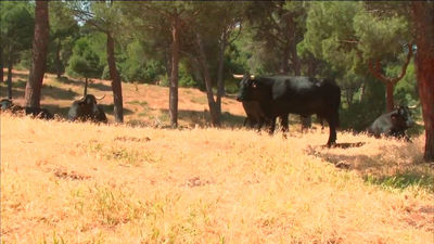 Las vacas bombero pastorean los montes madrileños para limpiar pastos y prevenir incendios