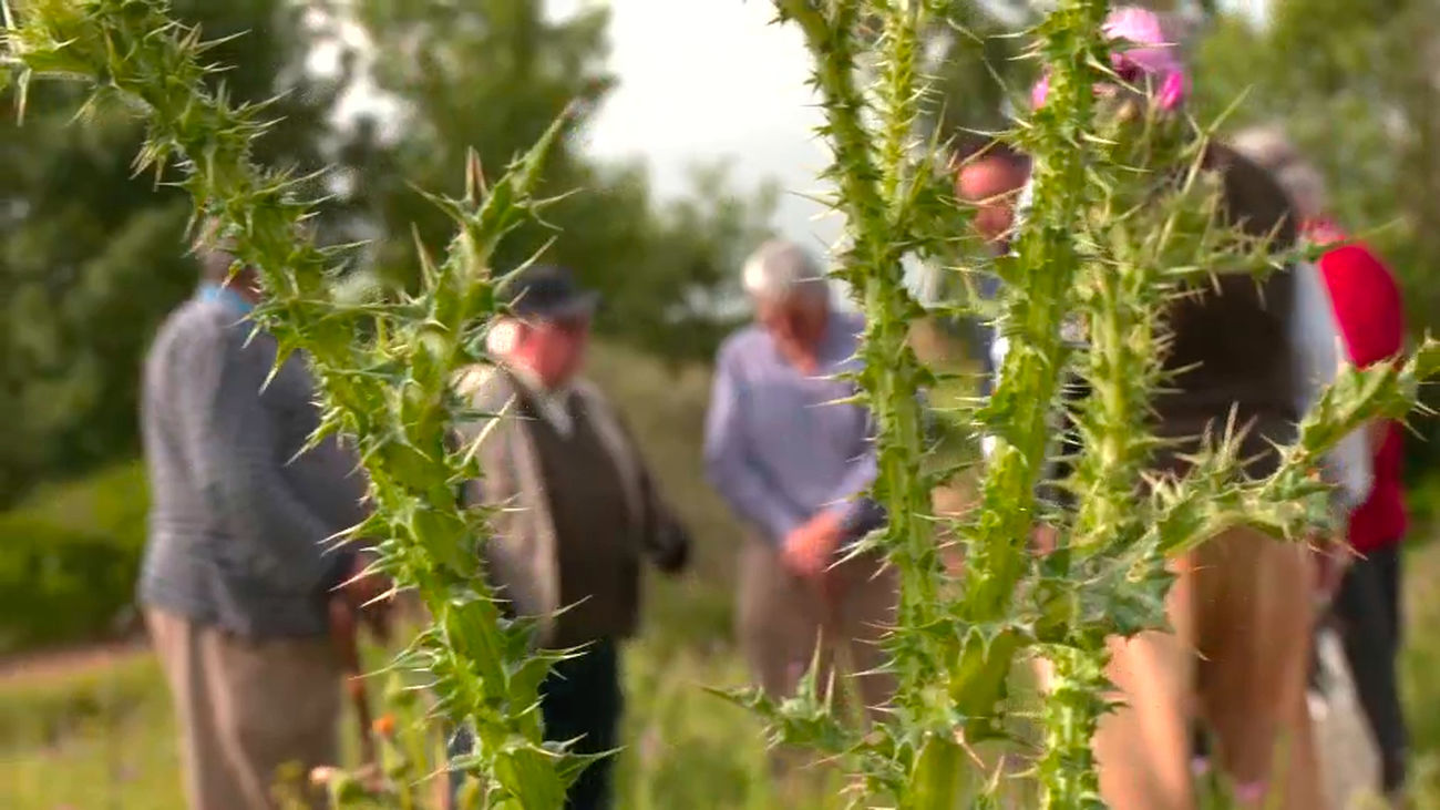 Recolectamos cardillo: una planta salvaje y comestible