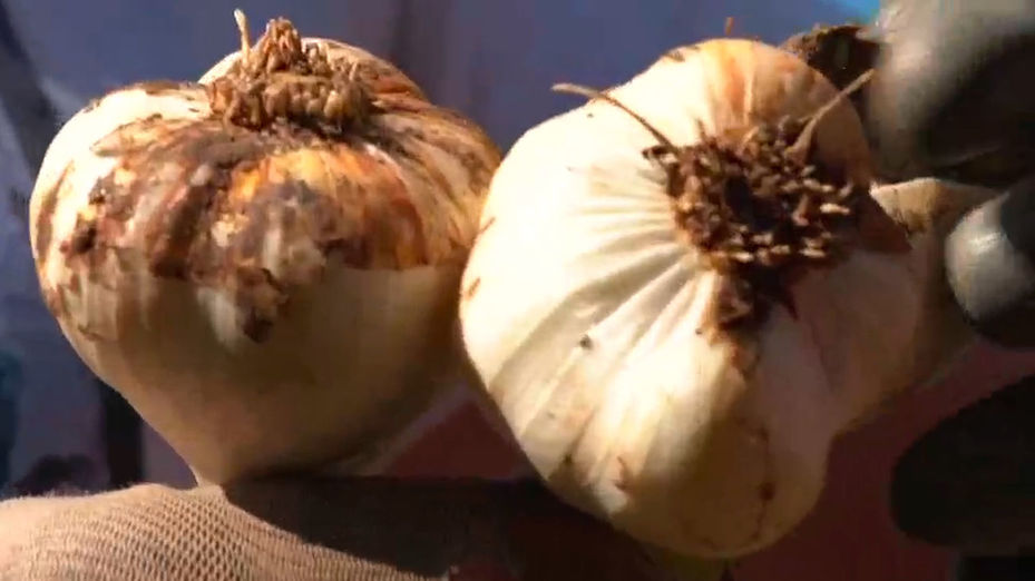 Si no te ha tocado la lotería y tampoco tienes buena salud...come ajos