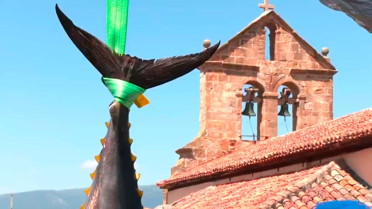 El ronqueo del atún en Madarcos, en plena sierra norte de Madrid