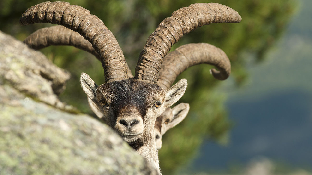 La población de cabra montés en la Sierra de Guadarrama se reduce a 3.721  ejemplares