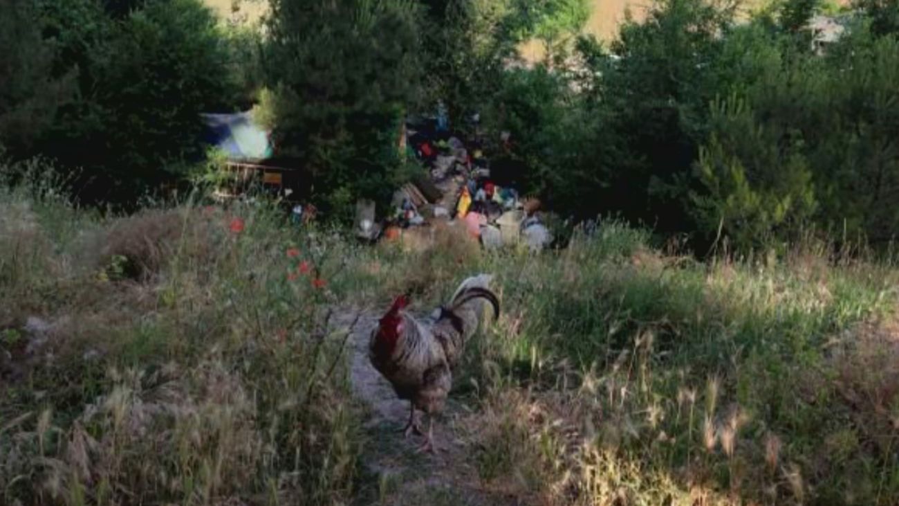 Suciedad, inseguridad y hasta un gallo agresivo: vecinos de Entrevías denuncian el abandono del parque La Viña