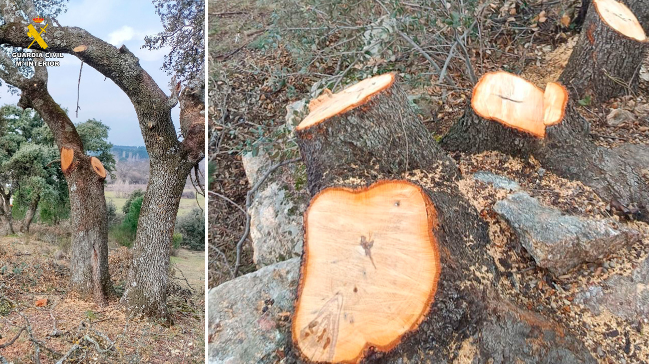 Robo de madera de encina en fincas de Madrid