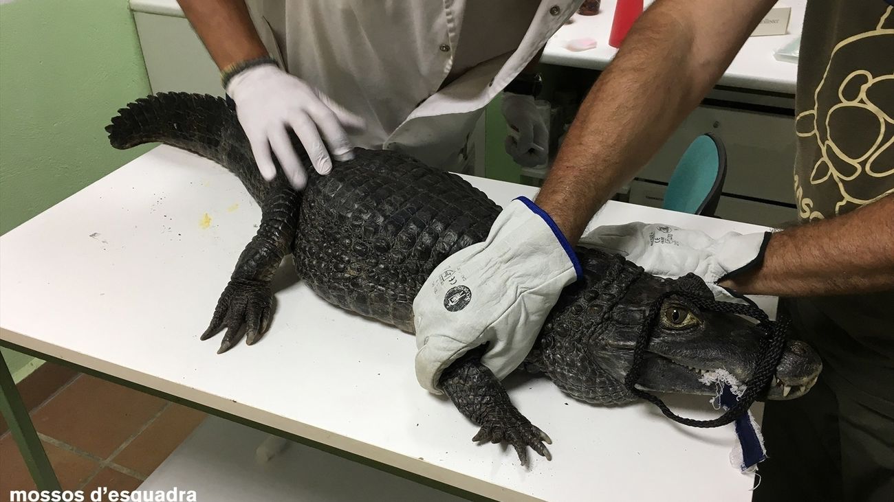 Caimán decomisado por mossos d'esquadra