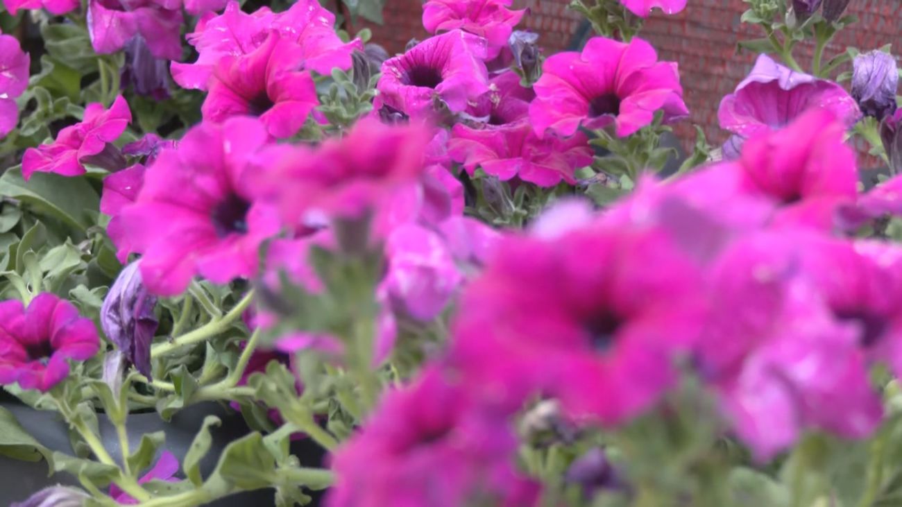 La ciudad de Toledo se engalana para celebrar el Corpus Christi
