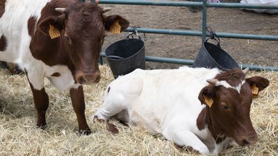 Tradición y ocio se dan la mano en la VI Feria del Ganado de El Escorial este fin de semana