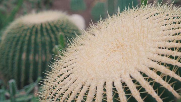 Invernadero / Redacción