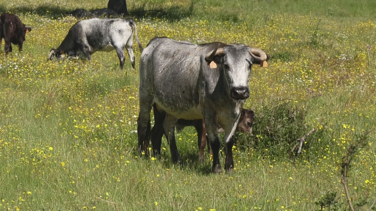 La tradición ganadera que perdura desde 1920 en Cabanillas de la Sierra