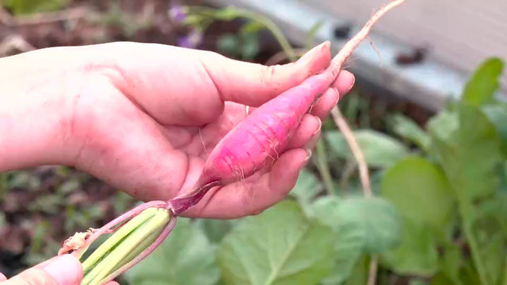 Rábanos / Redacción