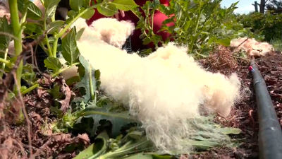 Lana para el huerto: una técnica con muchos beneficios para los cultivos