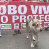 Un centenar de organizaciones se manifiestan en Madrid para exigir protección al lobo ibérico
