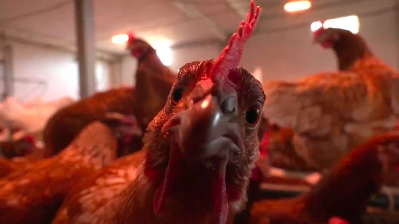 Así viven las 1.700 gallinas camperas de San Martín de Valdeiglesias