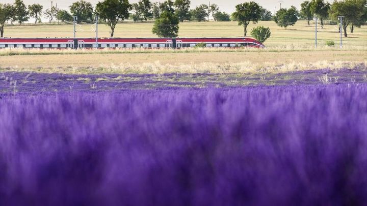 Un tren cercano a los campos de lavanda en Brihuega / EUROPA PRESS