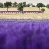 Renfe ofrece en julio el Tren de la Lavanda entre Madrid y Brihuega