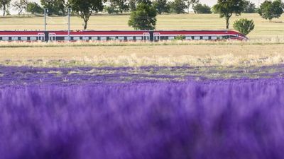 Renfe ofrece en julio el Tren de la Lavanda entre Madrid y Brihuega