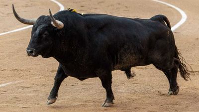 La firma de Zabala de la Serna: el toro, rey de San Isidro 2025