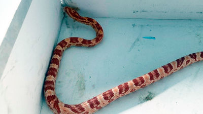 Se encuentra una serpiente del maíz en el garaje de su casa en Móstoles