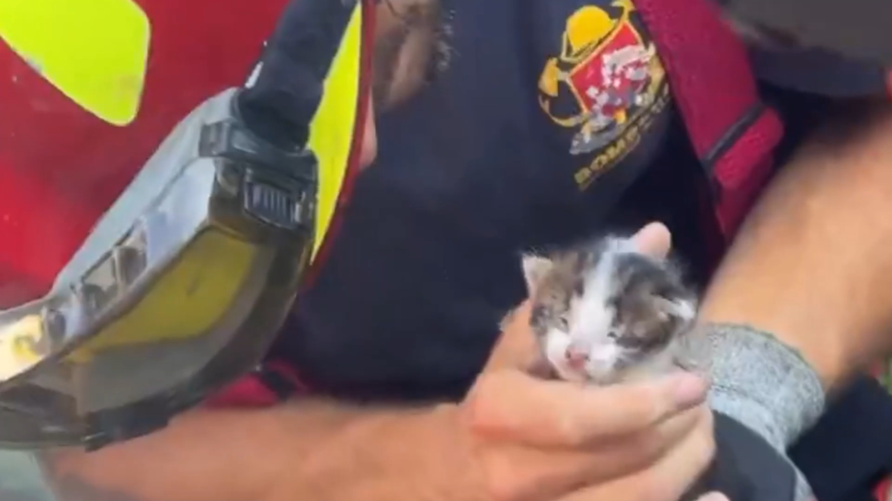 El trabajoso rescate de un gato atrapado en el chasis de un coche en Pozuelo de Alarcón