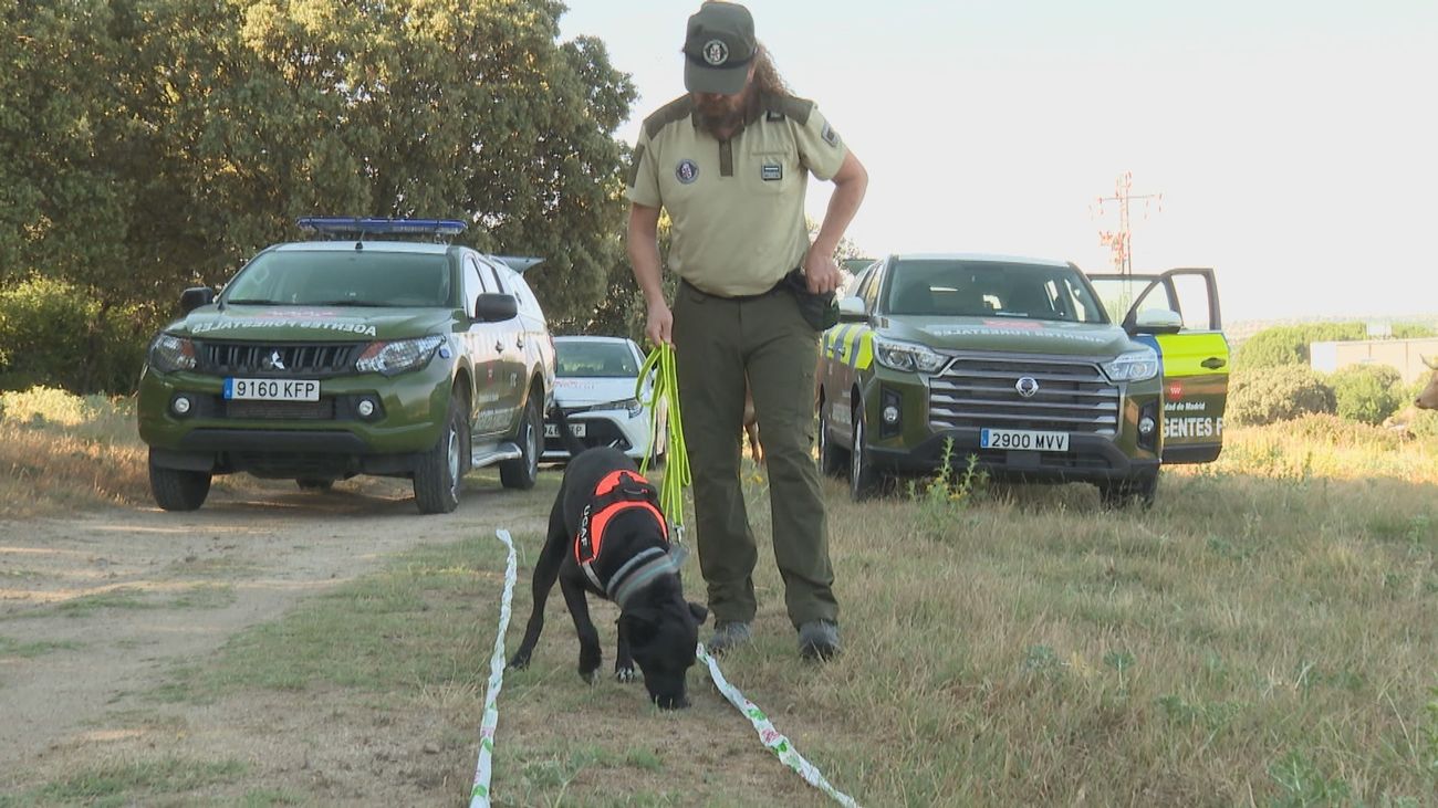 Agentes forestales de cuatro patas para investigar incendios y delitos contra el medio ambiente