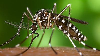 Las Rozas activa un plan integral para combatir la proliferación del mosquito tigre