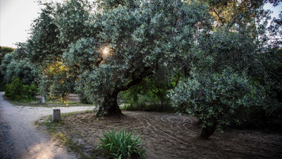 Vuelve la temporada de conciertos al Olivar de Castillejo