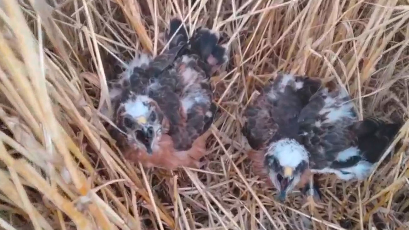 Agentes forestales buscan  nidos de aguiluchos cenizos en los campos de cereales