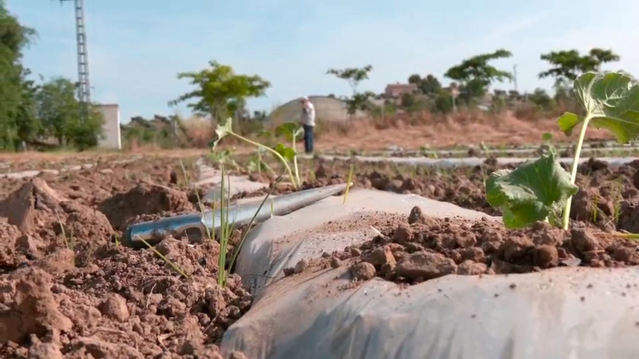 Cultivos pioneros y sostenibles en Aranjuez