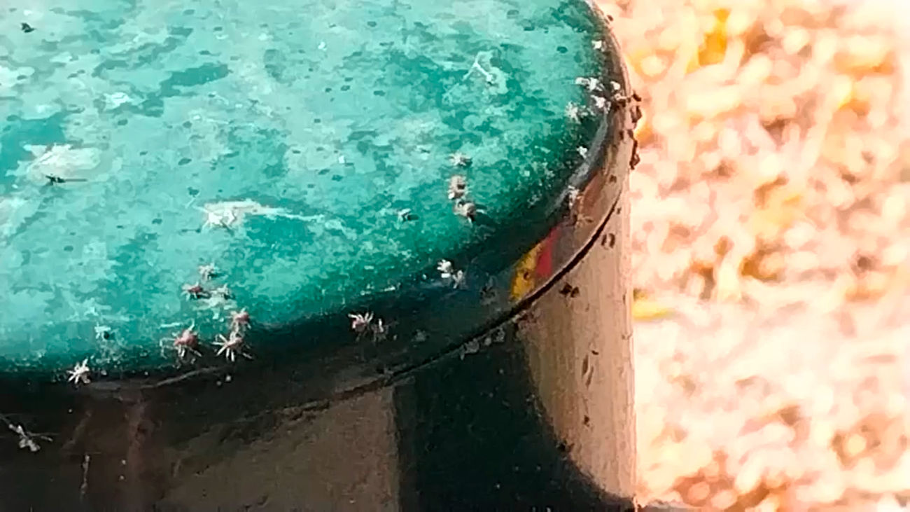 Un parque infantil en Hortaleza se llena de chinches ambientales vegetales