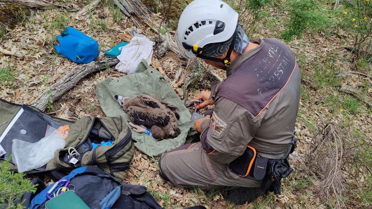Madrid anilla 50 crías de buitre negro para realizar un seguimiento